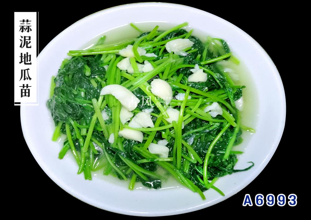 A6993蒜泥地(dì / de)瓜苗